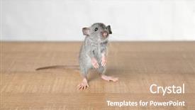  Presentation with rat - Slides featuring cute funny rat on floor background and a coral colored foreground