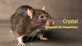  Presentation with rat - Presentation theme having cute funny rat on grey background and a tawny brown colored foreground