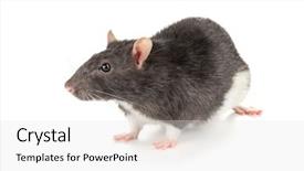  Presentation with rat - Cool new presentation design with cute funny rat on white backdrop and a light gray colored foreground