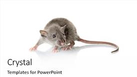  Presentation with white rat - Theme with cute funny rat on white background and a white colored foreground