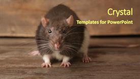  Presentation with rat - Beautiful presentation theme featuring cute funny rat on wooden backdrop and a tawny brown colored foreground