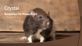  Presentation with rat - Cool new slide set with cute funny rat on wooden backdrop and a coral colored foreground