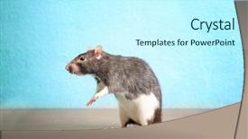  Presentation with rat - Presentation theme having cute funny rat on wooden table against color background background and a cool aqua colored foreground