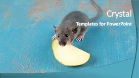  Presentation with rat - Beautiful PPT theme featuring cute funny rat with slice backdrop and a light blue colored foreground