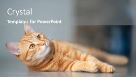  Presentation with hello kitty cute little kitten - Audience pleasing presentation theme consisting of cute-funny-red-tabby-kitten backdrop and a gray colored foreground