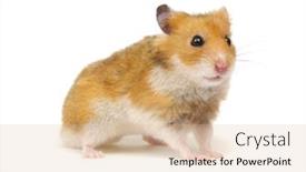  Presentation with funny - Slide deck having cute funny syrian hamster isolated background and a lemonade colored foreground