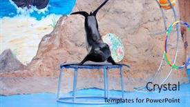  Presentation with scene - Colorful slide deck enhanced with cute fur seal on scene backdrop and a light blue colored foreground