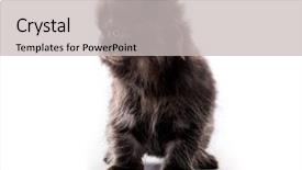  Presentation with hello kitty cute little kitten - Presentation consisting of cute furry dark kitten looking background and a light gray colored foreground