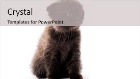  Presentation with kitten - Cool new PPT theme with cute furry dark kitten looking backdrop and a light gray colored foreground
