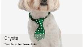  Presentation with white green - PPT layouts having cute-gentleman-bichon-sitting and a light gray colored foreground