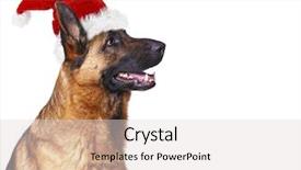  Presentation with german - Amazing slide set having cute german shepard wearing backdrop and a light gray colored foreground