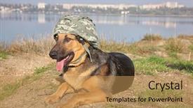  Presentation with german - Presentation having green banking - cute german shepherd dog background and a coral colored foreground