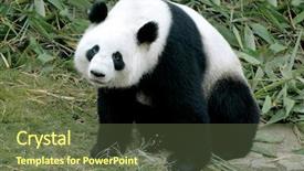  Presentation with china - Presentation theme having cute giant panda sitting background and a tawny brown colored foreground