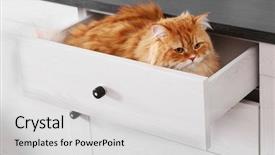  Presentation with cute cat and dog - Slides enhanced with cute ginger cat in chest background and a light gray colored foreground