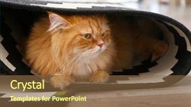  Presentation with carpet - Presentation design with cute ginger cat wrapped in carpet background and a tawny brown colored foreground