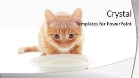  Presentation with hello kitty cute little kitten - Colorful slide set enhanced with cute ginger kitten drinking milk backdrop and a white colored foreground