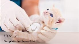  Presentation with veterinary - Colorful PPT layouts enhanced with cute-ginger-kitten-held backdrop and a soft green colored foreground