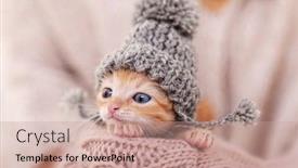  Presentation with ginger - Beautiful slide deck featuring cute ginger kitten with warm woolen hat prepared for winter woman hands holding and protecting adorable small cat - extreme close up backdrop and a coral colored foreground