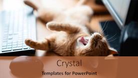  Presentation with well - PPT layouts featuring cute-ginger-tabby-cat-well background and a red colored foreground