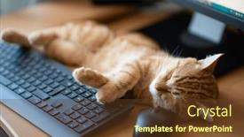  Presentation with well - PPT theme consisting of cute-ginger-tabby-cat-well background and a tawny brown colored foreground