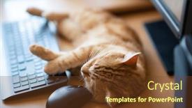  Presentation with well - PPT theme having cute-ginger-tabby-cat-well background and a tawny brown colored foreground