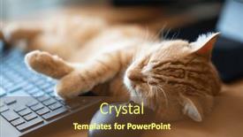  Presentation with well - Presentation having cute-ginger-tabby-cat-well background and a tawny brown colored foreground