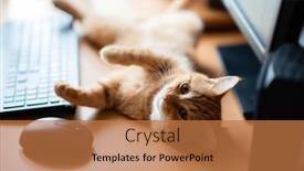  Presentation with well - PPT layouts with cute-ginger-tabby-cat-well background and a coral colored foreground