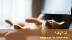  Presentation with well - Slide set having cute-ginger-tabby-cat-well background and a red colored foreground