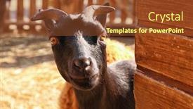  Presentation with goat farm - Colorful presentation design enhanced with cute-goat-on-farm backdrop and a tawny brown colored foreground