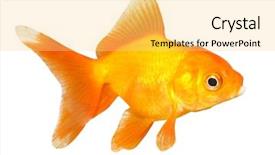  Presentation with white gold - PPT theme consisting of cute gold fish isolated background and a yellow colored foreground