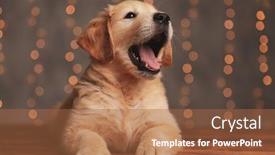  Presentation with golden - Amazing presentation design having cute-golden-retriever-dog-looking backdrop and a red colored foreground