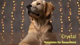  Presentation with studio lights - Audience pleasing slide set consisting of cute-golden-retriever-dog-looking backdrop and a tawny brown colored foreground