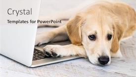  Presentation with golden - Slides having cute-golden-retriever-dog-near background and a lemonade colored foreground