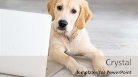  Presentation with golden - Audience pleasing theme consisting of cute-golden-retriever-dog-near backdrop and a mint green colored foreground