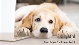  Presentation with golden - PPT layouts featuring cute-golden-retriever-dog-near background and a coral colored foreground