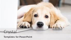  Presentation with golden - Amazing presentation design having cute-golden-retriever-dog-near backdrop and a light gray colored foreground