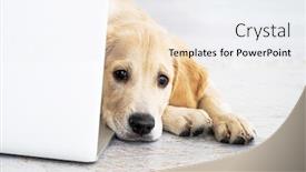  Presentation with golden - Audience pleasing slide set consisting of cute-golden-retriever-dog-near backdrop and a white colored foreground