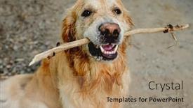  Presentation with golden - PPT layouts having cute-golden-retriever-dog-running background and a coral colored foreground