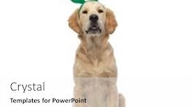  Presentation with golden - Colorful slide deck enhanced with cute-golden-retriever-dog-wearing backdrop and a white colored foreground