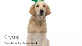  Presentation with deer - Theme having cute-golden-retriever-dog-wearing background and a white colored foreground