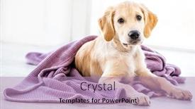  Presentation with golden - PPT theme having cute-golden-retriever-dog-wrapped background and a coral colored foreground