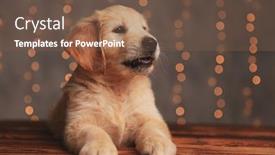  Presentation with golden lights - Presentation theme consisting of cute-golden-retriever-pup-laying background and a tawny brown colored foreground