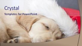  Presentation with puppy - PPT theme with cute golden retriever puppy 6 background and a sky blue colored foreground