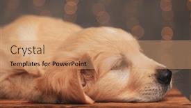  Presentation with fall down - Theme having cute-golden-retriever-puppy-laying background and a coral colored foreground