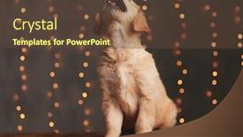  Presentation with golden lights - Slide set featuring cute-golden-retriever-puppy-looking background and a tawny brown colored foreground