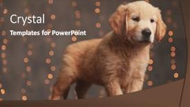  Presentation with golden lights - PPT theme enhanced with cute-golden-retriever-puppy-looking background and a tawny brown colored foreground