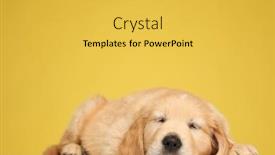  Presentation with golden yellow - Colorful presentation design enhanced with cute-golden-retriever-puppy-sleeping backdrop and a yellow colored foreground
