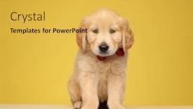  Presentation with golden yellow - Slide set consisting of cute-golden-retriever-puppy-wearing background and a yellow colored foreground