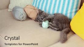  Presentation with knitting - Presentation consisting of cute gray kitten plays with threads for knitting on sofa at home background and a soft green colored foreground