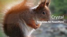  Presentation with red grey - Slide deck having cute-grey-and-red-squirrel background and a tawny brown colored foreground